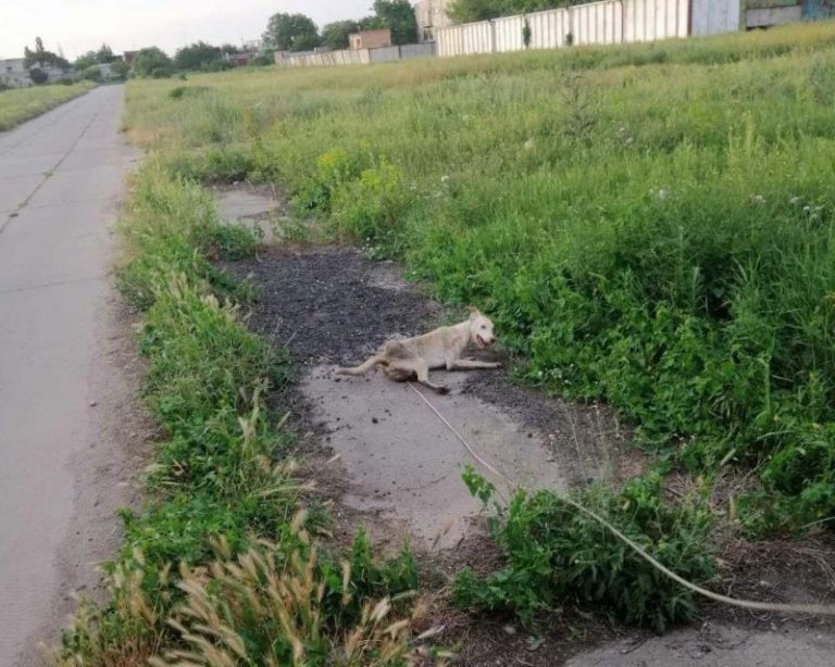 В Запорожской области спасатели вызволили собаку из колодца