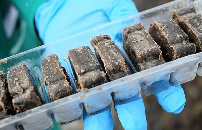 В Запорожской области будут с самолётов сбрасывать вакцину от бешенства