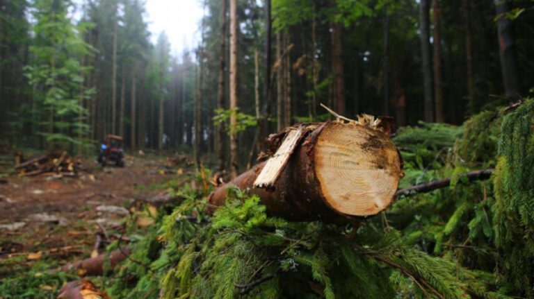 Штрафи суттєво зростуть: Верховна Рада посилила відповідальність за незаконну вирубку дерев