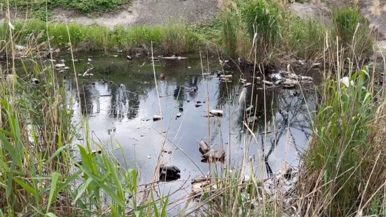 У Запоріжжі зафіксували масштабне забруднення річки невідомою речовиною